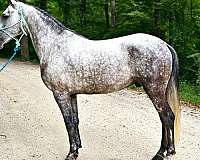 trail-riding-kentucky-mountain-horse