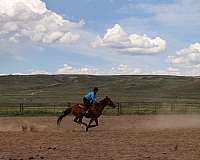 barrel-horse-quarter