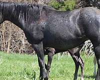 foundation-quarter-horse