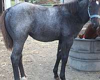 star-hind-pastern-horse