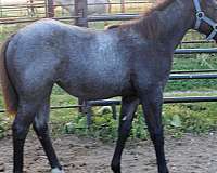 blue-roan-star-hind-pastern-horse