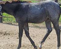 athletic-quarter-horse