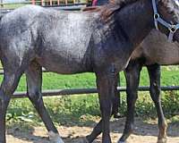 barrel-racing-quarter-horse