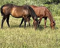 bay-rescue-horse