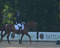 chestnut-left-fore-white-half-pastern-horse