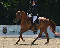 chestnut-ata-gelding