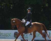 dressage-trakehner-horse