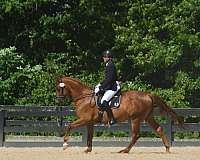 chestnut-trakehner-gelding