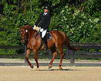 chestnut-dressage-horse