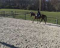 cross-percheron-horse