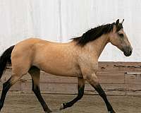 azteca-horse-for-sale