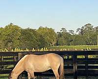 and-more-fjord-horse