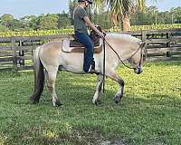 barefoot-fjord-horse