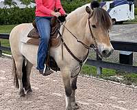 big-eq-fjord-horse