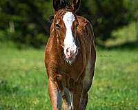 easy-jet-too-appaloosa-horse