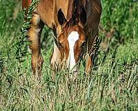 easy-jet-appaloosa-horse