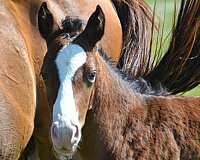 flit-appaloosa-horse