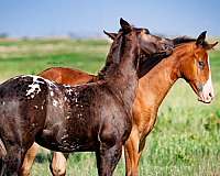 jet-appaloosa-horse