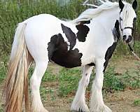 black-tobiano-horse