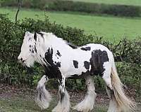 all-around-gypsy-vanner-horse