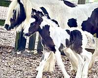 blagdon-gypsy-vanner-horse