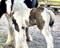 bloodlines-gypsy-vanner-horse