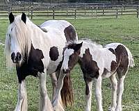 blue-eyed-gypsy-vanner-horse