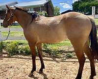 dun-right-front-coronet-white-horse