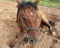 left-hind-pastern-white-horse