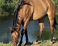 trail-obstacle-quarter-horse