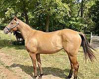 dun-quarter-horse