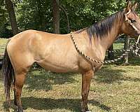 all-around-quarter-horse