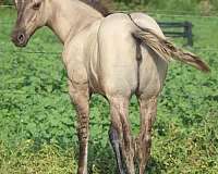 tiny-star-hind-pastern-horse