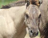 grulla-tiny-star-hind-pastern-horse