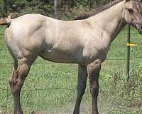 all-around-quarter-horse