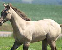 athletic-quarter-horse