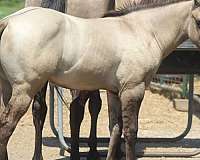 barrel-racing-quarter-horse