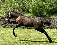 brown-black-mane-tail-socks-horse