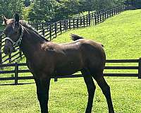 brown-lusitano-colt