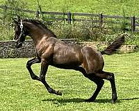 brown-ialha-horse