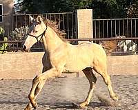 perlino-andalusian-pre-horse