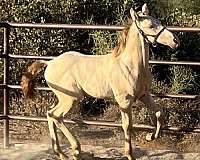 perlino-andalusian-pre-colt