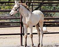 all-around-andalusian-horse