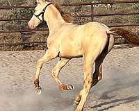 blue-eyed-andalusian-horse