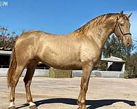 breeding-andalusian-horse