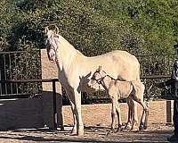 dressage-andalusian-horse