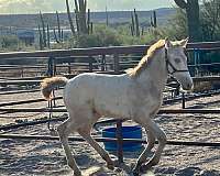 color-producer-andalusian-horse