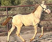 performance-andalusian-horse