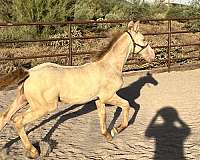 ranch-versatility-andalusian-horse