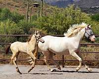 working-equitation-andalusian-horse